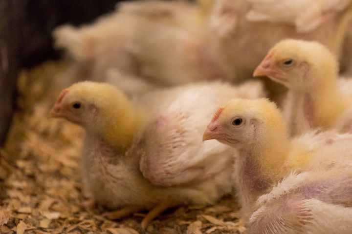 Chickens at the Poultry Science Center