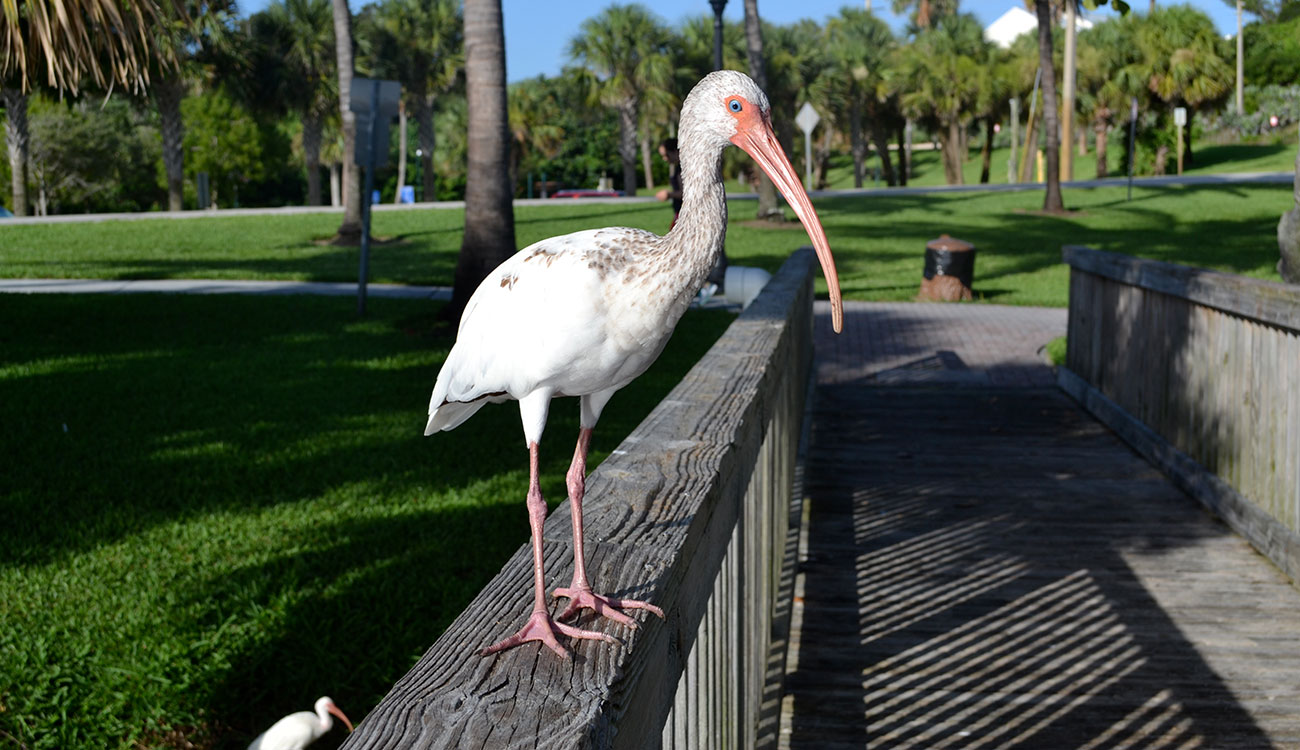 American white ibis